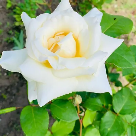 роза 度假居 埃伦娜