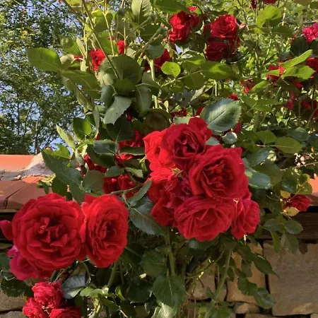 Holiday home роза