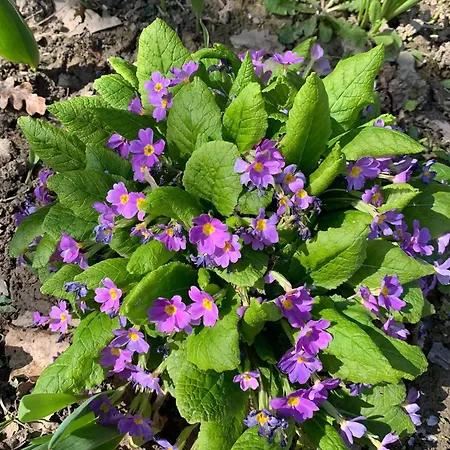 Holiday home роза Elena