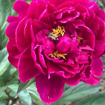 роза 度假居 *